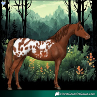 Horse Color:Chestnut Appaloosa