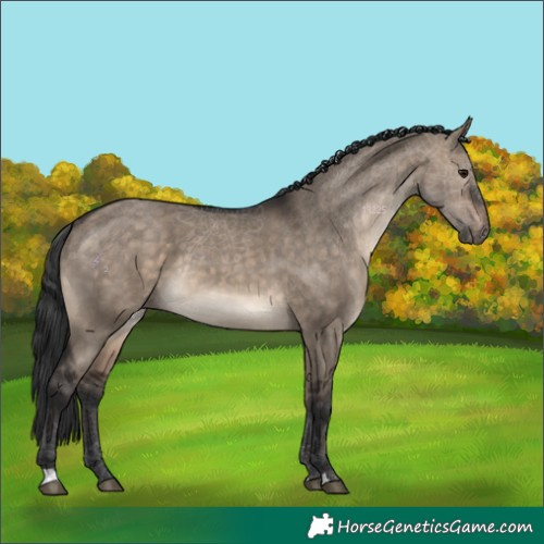 Horse Color:Brown Dun Rabicano 