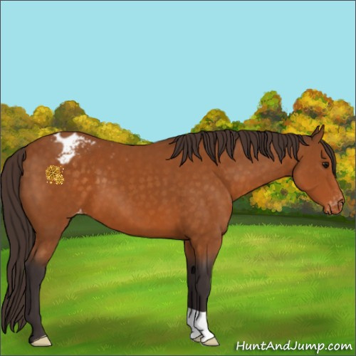 Horse Color:Buckskin Appaloosa 