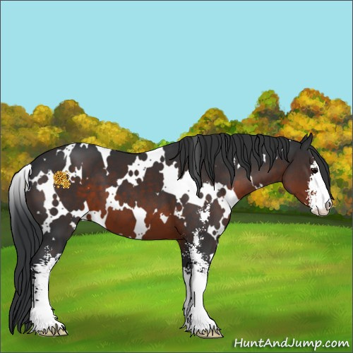 Horse Color:White Spotted Brown Sabino 