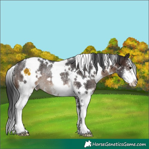 Horse Color:White Spotted Brown Sabino Rabicano 
