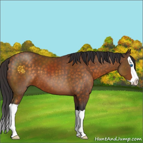 Horse Color:Buckskin Splash 