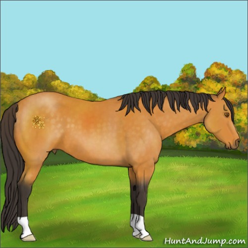 Horse Color:Buckskin 
