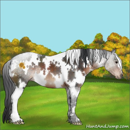 Horse Color:White Spotted Brown 