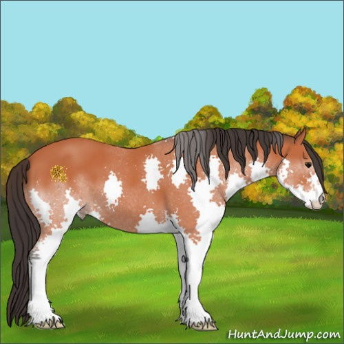 Horse Color:Bay Splash 