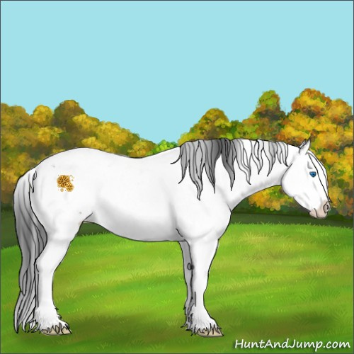Horse Color:Brown Sabino Splash Appaloosa 
