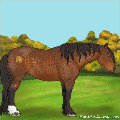 Horse Color:Buckskin 