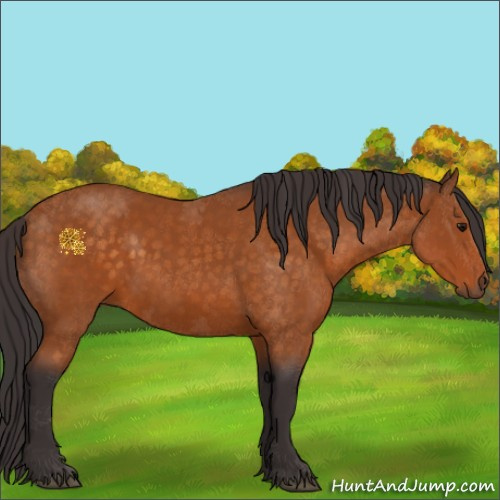 Horse Color:Buckskin 