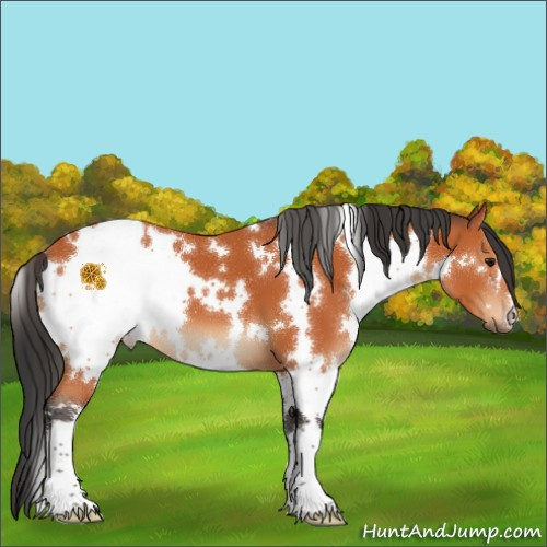 Horse Color:White Spotted Bay 