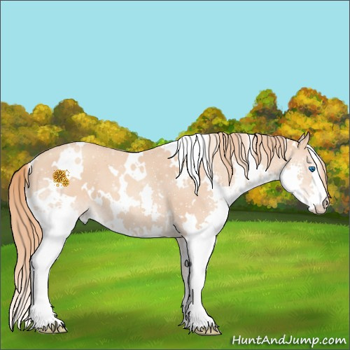 Horse Color:White Spotted Gold Champagne Splash 
