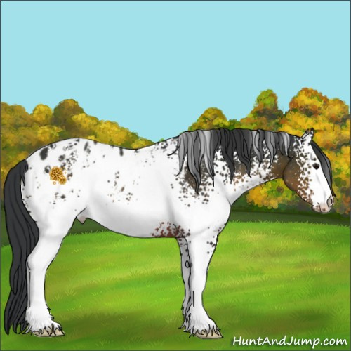 Horse Color:White Spotted Brown Appaloosa 