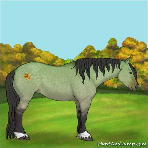 Horse Color:Buckskin Dun 