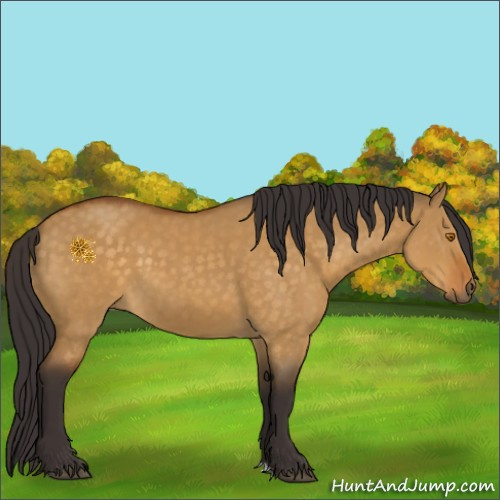 Horse Color:Buckskin Dun 
