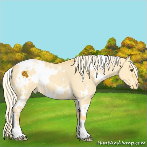 Horse Color:White Spotted Palomino Roan Dun Varnish 