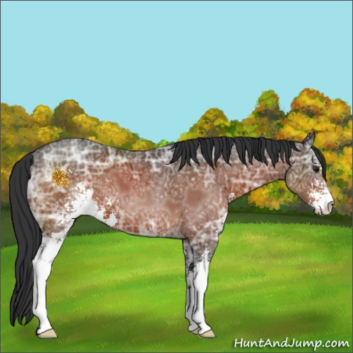 Horse Color:Brown Ice Sabino 