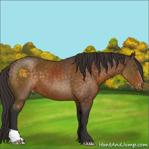 Horse Color:Buckskin Appaloosa 