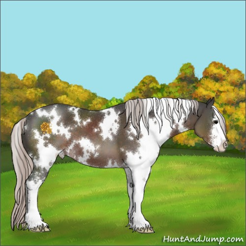 Horse Color:White Spotted Silver Black Sabino 