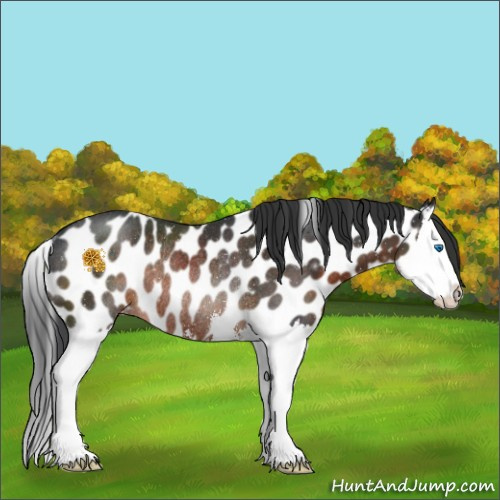 Horse Color:Brown Sabino Splash Near Leopard Rabicano 