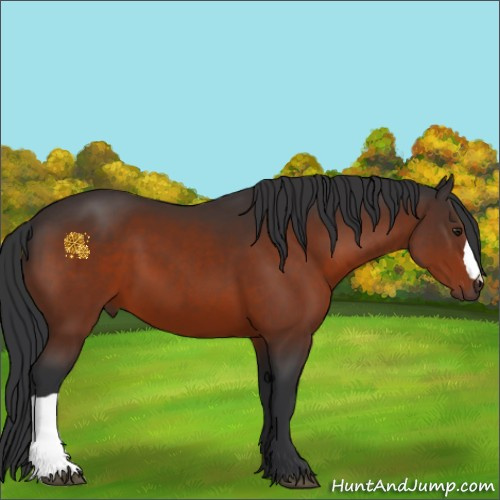Horse Color:Brown 