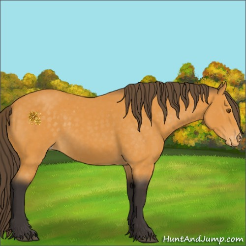 Horse Color:Buckskin Appaloosa 