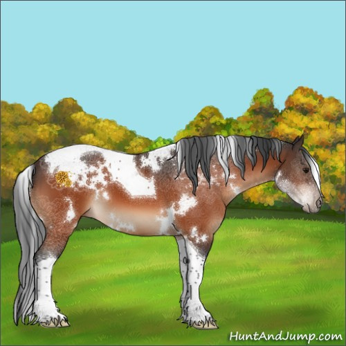 Horse Color:White Spotted Bay Tobiano 