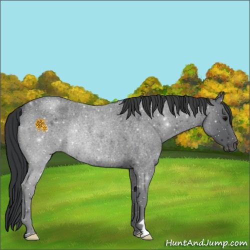 Horse Color:Blue Roan Rabicano 