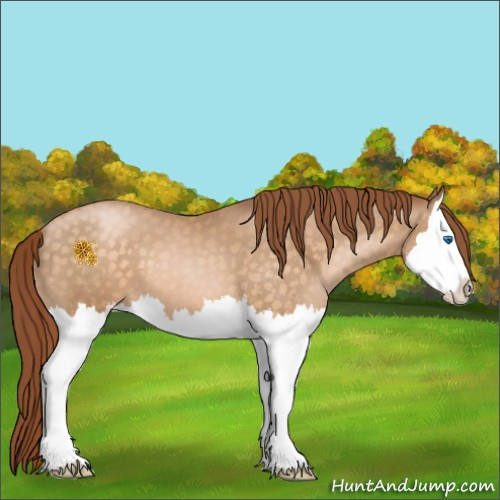 Horse Color:Buckskin Pearl Sabino Splash 
