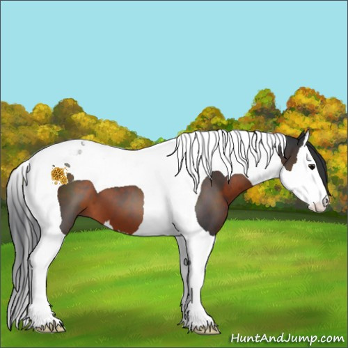 Horse Color:Brown Splash Tobiano 