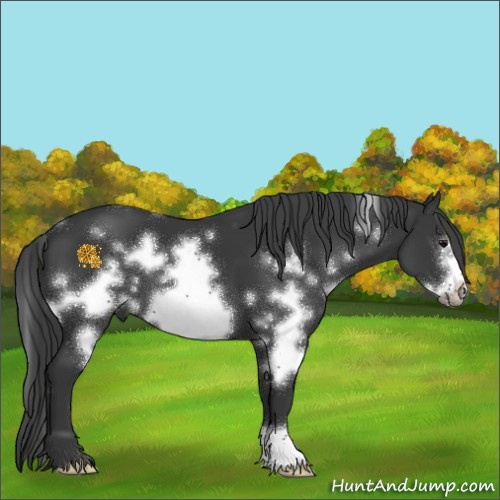 Horse Color:White Spotted Black Frame 