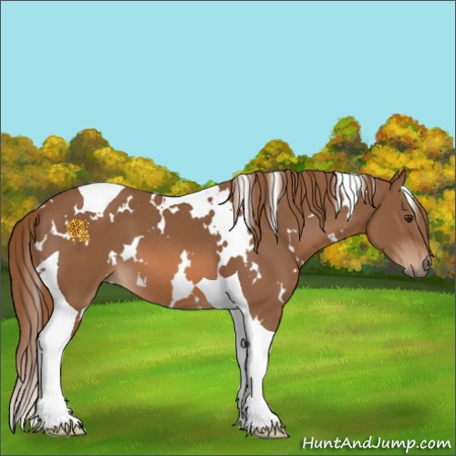Horse Color:White Spotted Chestnut Tobiano 
