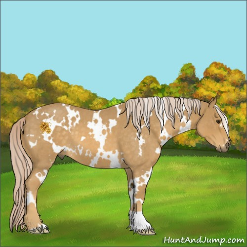 Horse Color:White Spotted Palomino Roan 