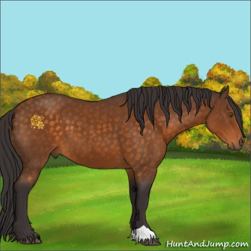 Horse Color:Buckskin 