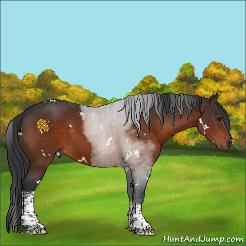 Horse Color:White Spotted Brown Tobiano 