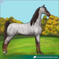 Horse Color:Liver Red Roan 