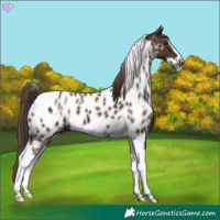 Horse Color:Liver Chestnut Tobiano Frame Appaloosa 
