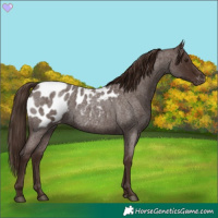 Horse Color:Liver Red Roan Appaloosa 