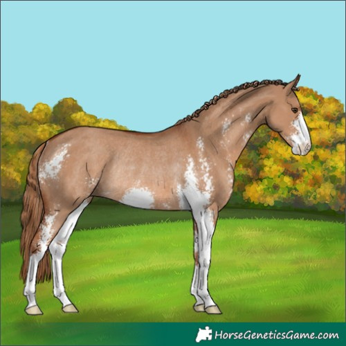 Horse Color:Red Dun Sabino Rabicano