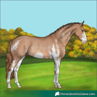 Horse Color:Red Dun Sabino Rabicano 