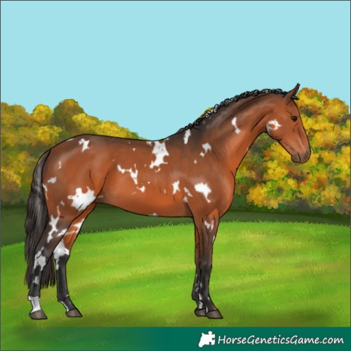 Horse Color:White Spotted Bay 