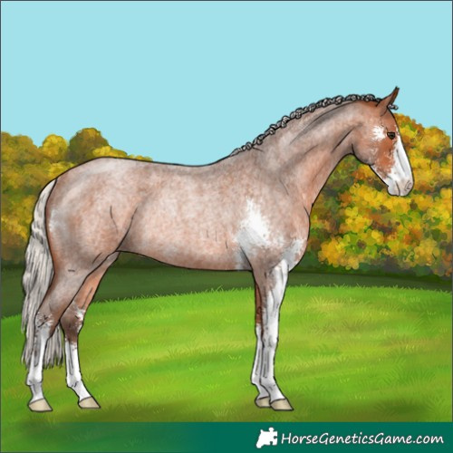 Horse Color:Silver Bay Roan Sabino Rabicano