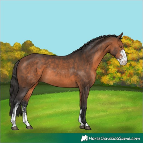 Horse Color:Bay Sabino Rabicano 