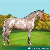 Horse Color:White Spotted Silver Bay Roan Rabicano 