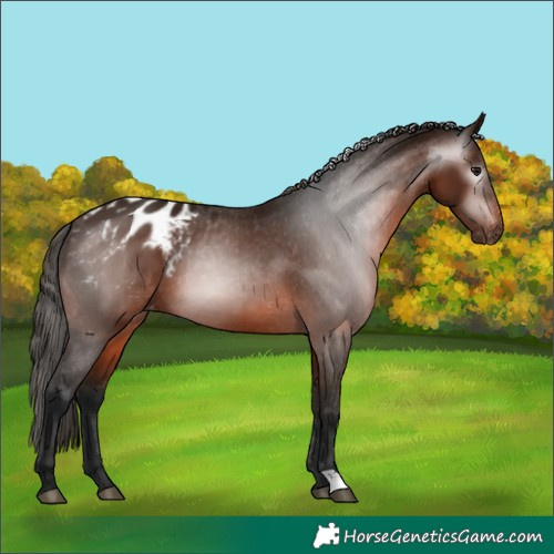 Horse Color:Gray Bay Appaloosa 