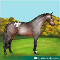 Horse Color:Gray Bay Appaloosa 
