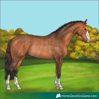 Horse Color:Bay Rabicano 