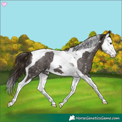 Horse Color:Liver Red Roan Splash Tobiano Snowflake Varnish