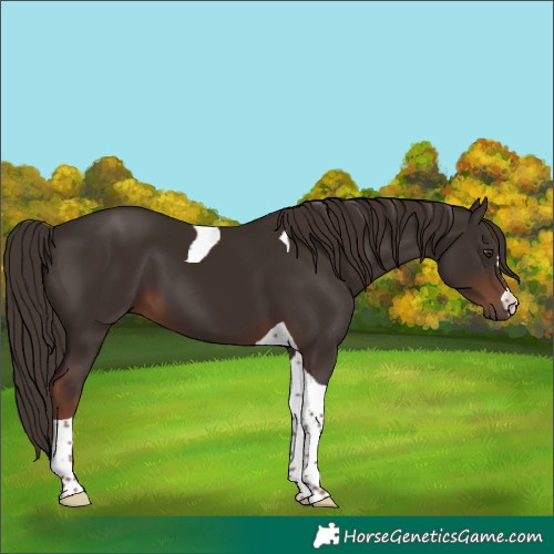 Horse Color:Liver Chestnut Tobiano 