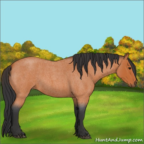 Horse Color:Bay Roan 