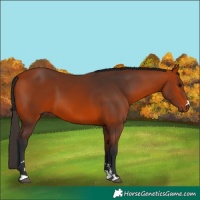 Horse Color:Bay 