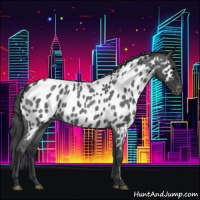 Horse Color:Blue Roan Appaloosa 
